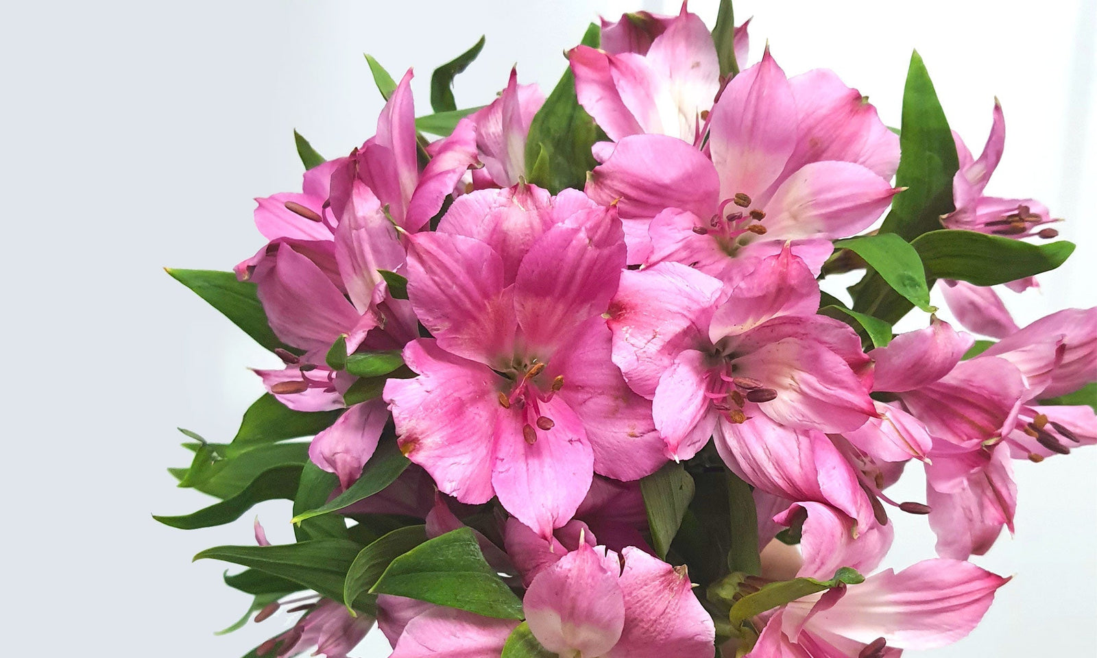 Alstroemeria: The Flower Of Mutual Support
