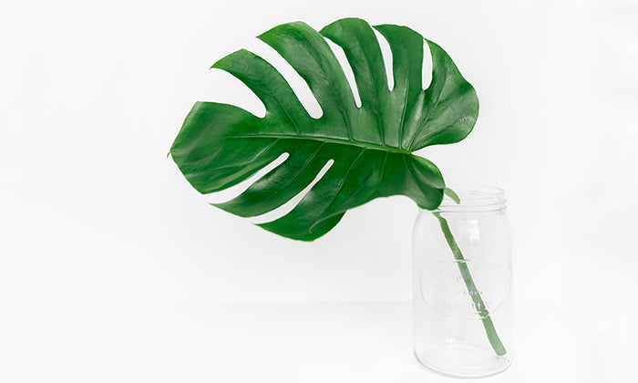 Monstera Deliciosa: The Swiss Cheese Plant