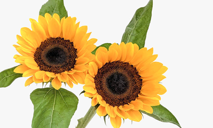 Sunflower: Sunshine In A Stalk