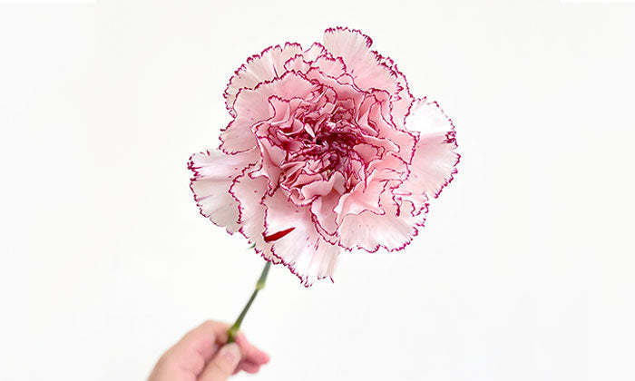 Everything You Need To Know About Carnations