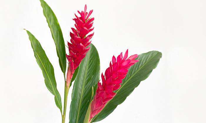 Flower Meaning: Red Ginger