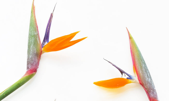 Flower Meaning: Bird of Paradise