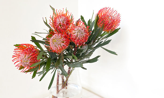 Flower Meaning: Pincushion