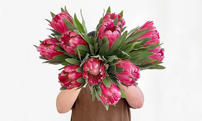 Flower Meaning: Protea