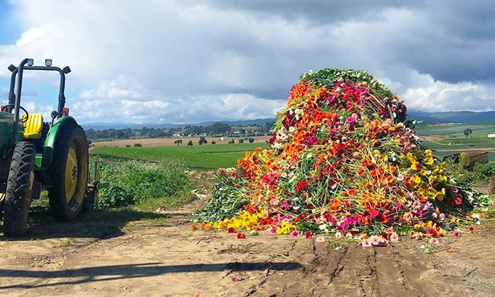 It’s Not All Rosy (Part 1): Impact of COVID-19 on the Flower Industry