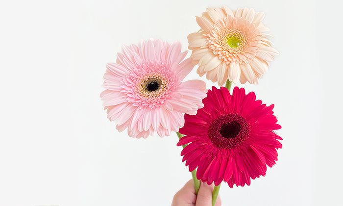 Gerbera: The Modern-Day Favourite For 5th Anniversaries & Bunches