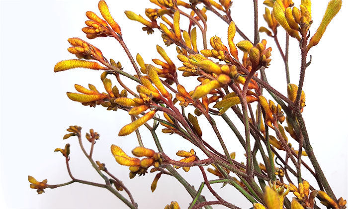 Kangaroo Paw: The Paw-esome Bunch for Your Special Someone