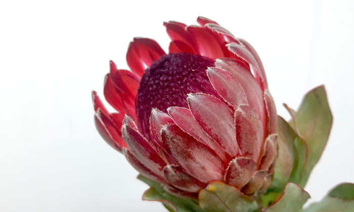 Protea: The Tea Behind This Kingly Flower