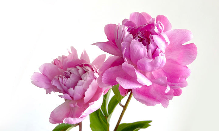 Peony: The 12th Anniversary Flower