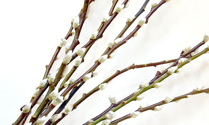 Pussy Willow: The Silken Touch For Chinese New Year
