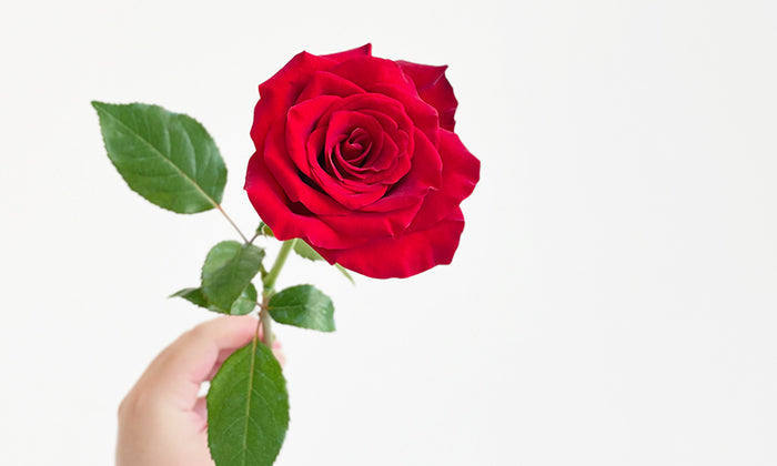 Rose: The Flower of Love (And The Perfect Gift This Valentine’s Day!)