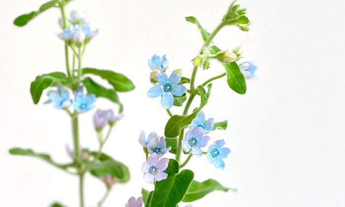 Oxypetalum Coeruleum (aka Tweedia): Wrapping Up Stars Fit For A Bride