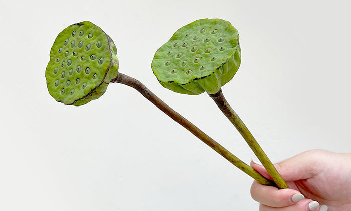 Lotus Flower: The Divine Bloom