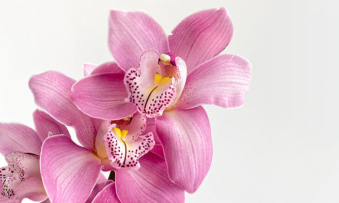 Orchid: Singapore’s Blooming Pride and Joy