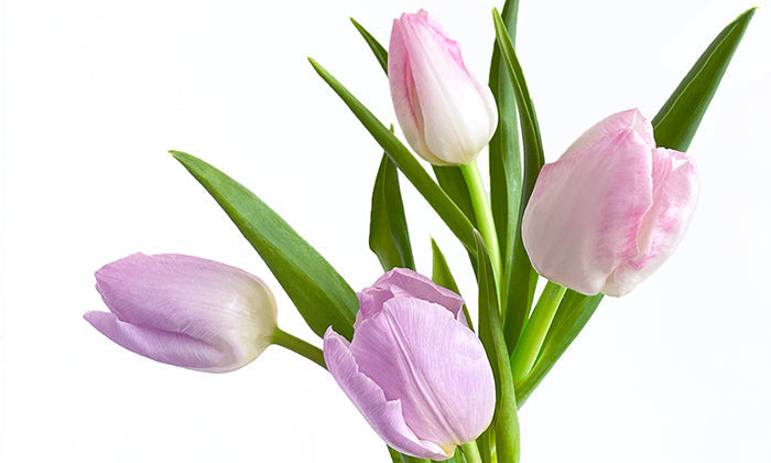 A guide to the meaning of your favourite flowers