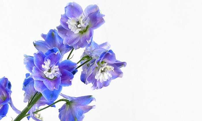 Flower Meaning: Delphinium