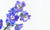 Flower Meaning: Delphinium