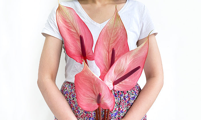 Flower Meaning: Anthurium