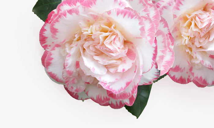 Camellia: The World’s Famous Tea Flower